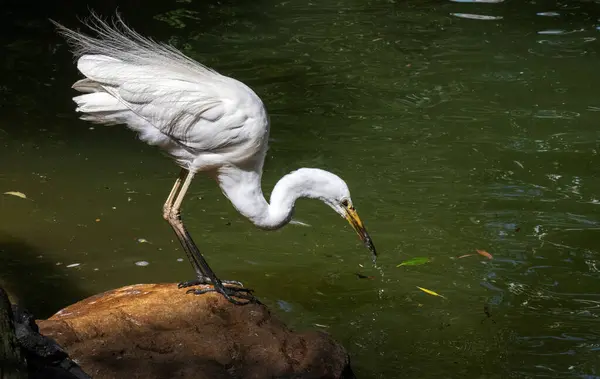 Bir Büyük Beyaz Akbalıkçıl (Ardea alba) Sydney, NSW, Avustralya 'daki bir vahşi yaşam parkında su içer (Fotoğraf: Tara Chand Malhotra)