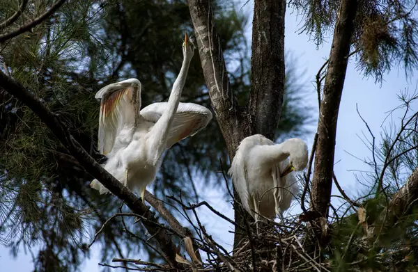 Bir Büyük Akbalıkçıl kanatlarını bir ağaç dalına uzatırken, diğeri Sydney, NSW, Avustralya 'daki bir vahşi yaşam parkının yakınındaki yuvaya bakar (Fotoğraf: Tara Chand Malhotra)