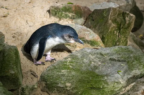 Küçük Mavi Penguen (Eudyptula minor) Sydney, Yeni Güney Galler 'deki bir vahşi yaşam parkında (Fotoğraf: Tara Chand Malhotra)