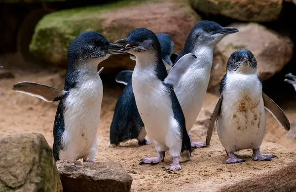 Bir grup Küçük Mavi Penguen (Eudyptula minor) Sydney, NSW, Avustralya 'daki bir vahşi yaşam parkında (Fotoğraf: Tara Chand Malhotra)