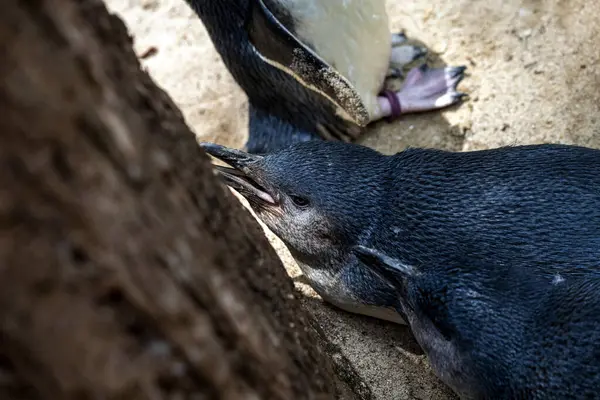 Küçük Mavi Penguen (Eudyptula minor) Sidney, NSW, Avustralya 'daki bir Vahşi Yaşam Parkı' nda. Fotoğraf: Tara Chand Malhotra)