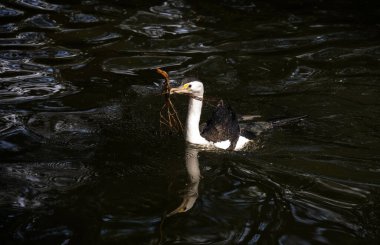 Küçük bir Pied Cormorant (Microcarbo melanoleucos) Sydney 'deki bir vahşi yaşam parkında yuva malzemesi topluyor; NSW; Avustralya (Fotoğraf: Tara Chand Malhotra)