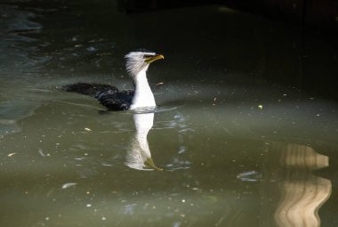 Küçük bir Pied Cormorant (Microcarbo melanoleucos) Sydney 'deki bir vahşi yaşam parkında yüzer; NSW; Avustralya (Fotoğraf: Tara Chand Malhotra)