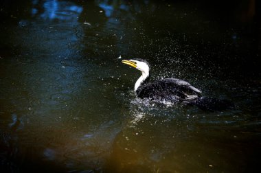 Küçük bir Pied Cormorant (Microcarbo melanoleucos) Sydney 'deki bir vahşi yaşam parkında yüzer; NSW; Avustralya (Fotoğraf: Tara Chand Malhotra)