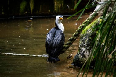 Sydney 'de bir Vahşi Yaşam Parkı' nda (Microcarbo melanoleucos) Küçük Pied Karabatağı 'nın (Microcarbo melanoleucos) yakın çekimi; NSW; Avustralya (Fotoğraf: Tara Chand Malhotra)