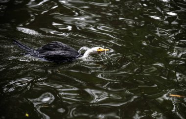 Küçük bir Pied Cormorant (Microcarbo melanoleucos) Sydney 'deki bir vahşi yaşam parkında yüzer; NSW; Avustralya (Fotoğraf: Tara Chand Malhotra)
