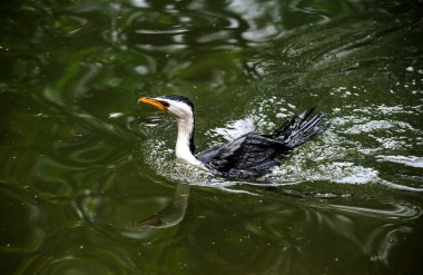 Küçük bir Pied Cormorant (Microcarbo melanoleucos) Sydney 'deki bir vahşi yaşam parkında yüzer; NSW; Avustralya (Fotoğraf: Tara Chand Malhotra)