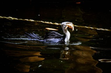 Küçük bir Pied Cormorant (Microcarbo melanoleucos), Sydney 'de bir Vahşi Yaşam Parkı' nda yüzerken gagasında taze balık tutarken; Avustralya (Fotoğraf: Tara Chand Malhotra))