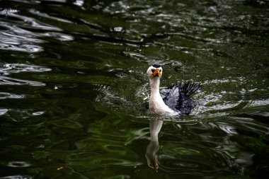 Küçük bir Pied Cormorant (Microcarbo melanoleucos) Sydney 'deki bir vahşi yaşam parkında yüzer; NSW; Avustralya (Fotoğraf: Tara Chand Malhotra)