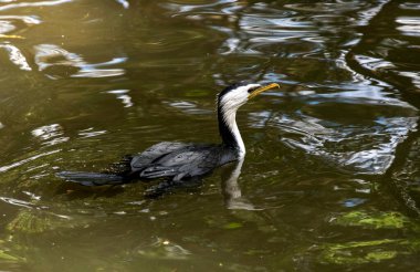 Küçük bir Pied Cormorant (Microcarbo melanoleucos) Sydney 'de yüzer; NSW; Avustralya (Fotoğraf: Tara Chand Malhotra)