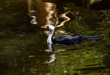 Küçük bir Pied Cormorant (Microcarbo melanoleucos) Sydney 'de yüzer; NSW; Avustralya (Fotoğraf: Tara Chand Malhotra)