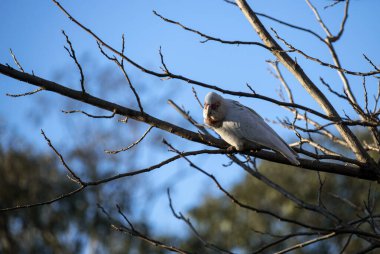 Uzun gagalı Corella (Cacatua tenuirostris) Sydney, NSW, Avustralya 'da bir ağaç dalına tünemiştir (Fotoğraf: Tara Chand Malhotra)