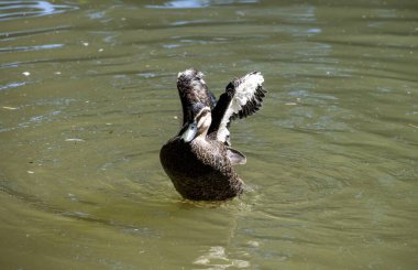 Bir Pasifik siyah ördeği (Anas superciliosa) Sydney, NSW, Avustralya 'da bir vahşi yaşam parkında (Fotoğraf: Tara Chand Malhotra)