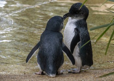 İki canlı Gökkuşağı Lorikeet (Trichoglossus moluccanus) Sydney, NSW, Avustralya 'da açık mavi bir gökyüzüne karşı çıplak bir dala tünemişlerdir. Fotoğraf: Tara Chand Malhotra)