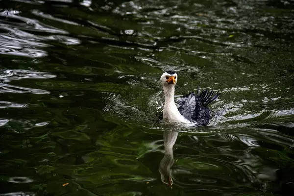Küçük bir Pied Cormorant (Microcarbo melanoleucos) Sydney 'deki bir vahşi yaşam parkında yüzer; NSW; Avustralya (Fotoğraf: Tara Chand Malhotra)