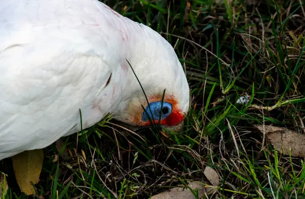 Uzun gagalı Corella (Cacatua tenuirostris) Sydney, NSW, Avustralya 'da (Fotoğraf: Tara Chand Malhotra)