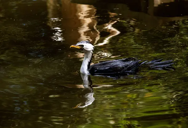 Küçük bir Pied Cormorant (Microcarbo melanoleucos) Sydney 'de yüzer; NSW; Avustralya (Fotoğraf: Tara Chand Malhotra)