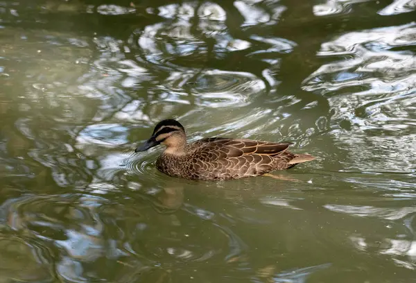 Sydney, NSw, Avustralya 'daki bir vahşi yaşam parkında Pasifik Kara Ördekleri' nin (Anas supercilios) yakın çekimi (Fotoğraf: Tara Chand Malhotra)