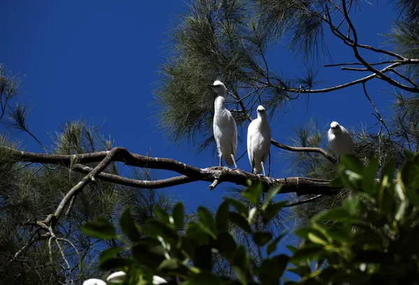 İki canlı Gökkuşağı Lorikeet (Trichoglossus moluccanus) Sydney, NSW, Avustralya 'da açık mavi bir gökyüzüne karşı çıplak bir dala tünemişlerdir. Fotoğraf: Tara Chand Malhotra)