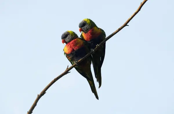İki canlı Gökkuşağı Lorikeet (Trichoglossus moluccanus) Sydney, NSW, Avustralya 'da açık mavi bir gökyüzüne karşı çıplak bir dala tünemişlerdir. Fotoğraf: Tara Chand Malhotra)