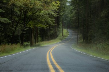 Coudersport, Pennsylvania yakınlarındaki sık bir ormandan geçen dolambaçlı bir yol..