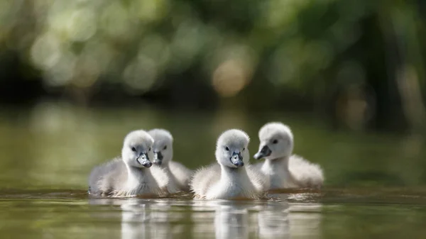 Young Beautiful Swanlings Lake — Stock Photo, Image