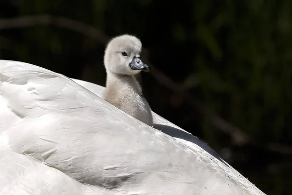 Malebný Pohled Krásné Swanling — Stock fotografie