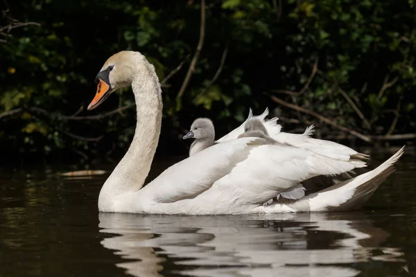 Belo Cisne Pássaro Com Swanlings — Fotografia de Stock