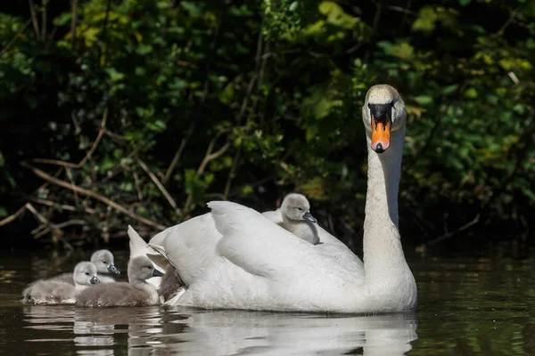 Beautiful Bird Swan Swanlings — Stock Photo, Image