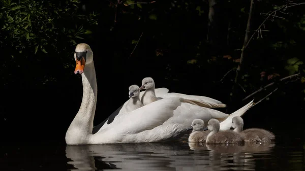 Beautiful Bird Swan Swanlings — Stock Photo, Image