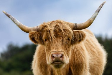 İskoç yayla sığır bir çayır üzerinde