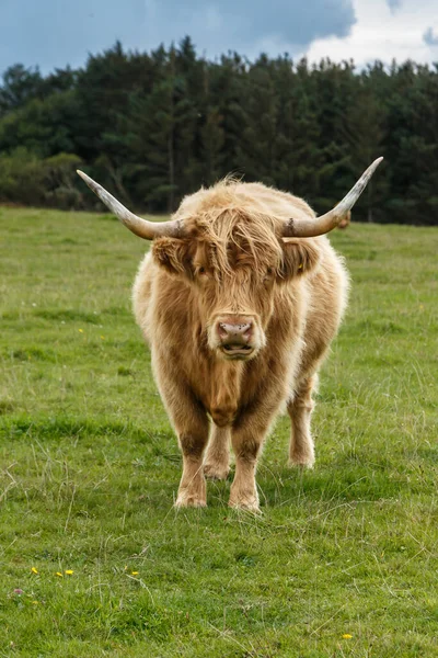 Scottish Highland Cow Green Meadow — Stock Photo, Image