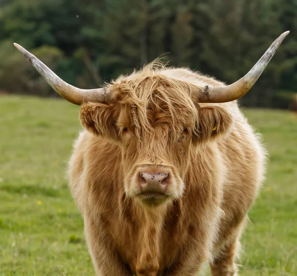 苏格兰高地田里的苏格兰牛 — 图库照片