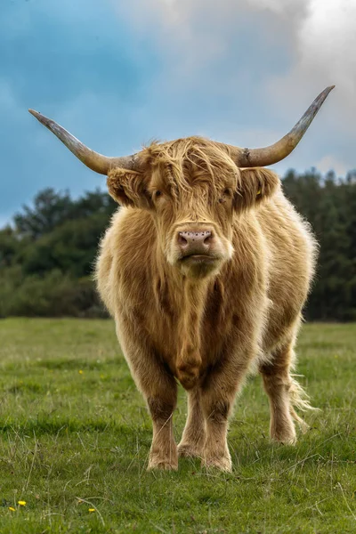 Highland Bull Stående Grøn Eng Stock-billede