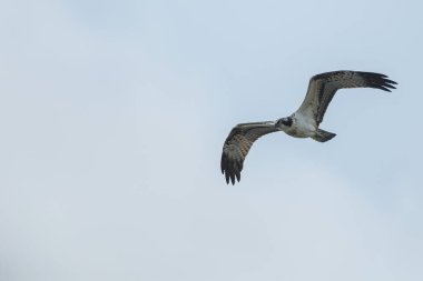 Deniz şahini, nehir şahini ve balık şahini olarak bilinen balıkçıl, kozmopolit aralıklarla avlanan balık yiyen yırtıcı bir kuş türüdür..