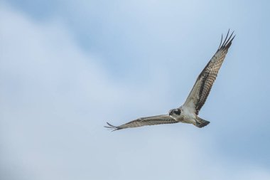 Deniz şahini, nehir şahini ve balık şahini olarak bilinen balıkçıl, kozmopolit aralıklarla avlanan balık yiyen yırtıcı bir kuş türüdür..