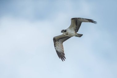 Deniz şahini, nehir şahini ve balık şahini olarak bilinen balıkçıl, kozmopolit aralıklarla avlanan balık yiyen yırtıcı bir kuş türüdür..