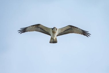 Deniz şahini, nehir şahini ve balık şahini olarak bilinen balıkçıl, kozmopolit aralıklarla avlanan balık yiyen yırtıcı bir kuş türüdür..