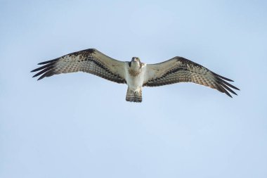 Deniz şahini, nehir şahini ve balık şahini olarak bilinen balıkçıl, kozmopolit aralıklarla avlanan balık yiyen yırtıcı bir kuş türüdür..