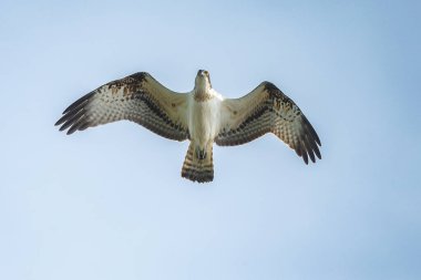 Deniz şahini, nehir şahini ve balık şahini olarak bilinen balıkçıl, kozmopolit aralıklarla avlanan balık yiyen yırtıcı bir kuş türüdür..