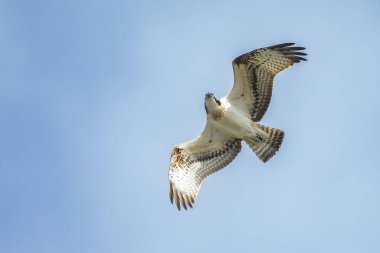 Deniz şahini, nehir şahini ve balık şahini olarak bilinen balıkçıl, kozmopolit aralıklarla avlanan balık yiyen yırtıcı bir kuş türüdür..