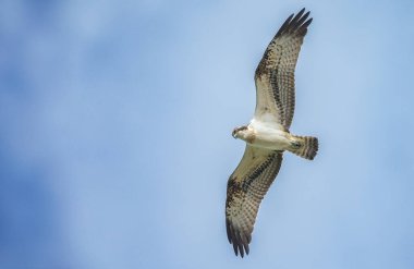Deniz şahini, nehir şahini ve balık şahini olarak bilinen balıkçıl, kozmopolit aralıklarla avlanan balık yiyen yırtıcı bir kuş türüdür..
