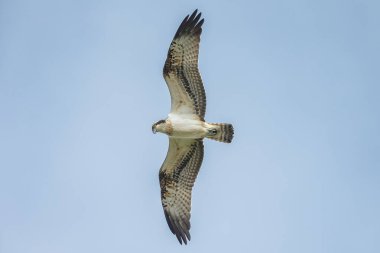 Deniz şahini, nehir şahini ve balık şahini olarak bilinen balıkçıl, kozmopolit aralıklarla avlanan balık yiyen yırtıcı bir kuş türüdür..