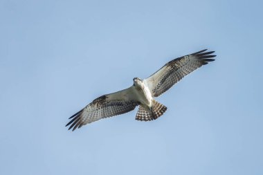 Deniz şahini, nehir şahini ve balık şahini olarak bilinen balıkçıl, kozmopolit aralıklarla avlanan balık yiyen yırtıcı bir kuş türüdür..