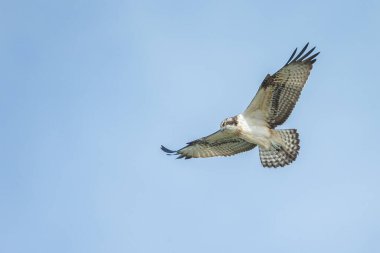 Deniz şahini, nehir şahini ve balık şahini olarak bilinen balıkçıl, kozmopolit aralıklarla avlanan balık yiyen yırtıcı bir kuş türüdür..