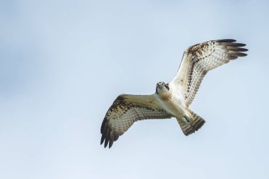 Deniz şahini, nehir şahini ve balık şahini olarak bilinen balıkçıl, kozmopolit aralıklarla avlanan balık yiyen yırtıcı bir kuş türüdür..