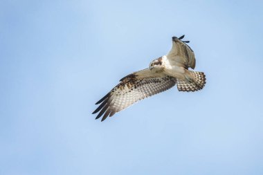 Deniz şahini, nehir şahini ve balık şahini olarak bilinen balıkçıl, kozmopolit aralıklarla avlanan balık yiyen yırtıcı bir kuş türüdür..