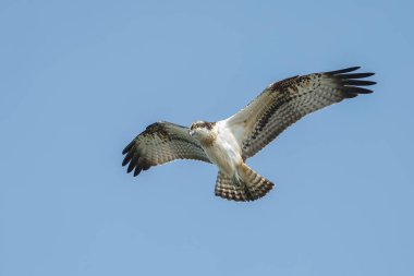 Deniz şahini, nehir şahini ve balık şahini olarak bilinen balıkçıl, kozmopolit aralıklarla avlanan balık yiyen yırtıcı bir kuş türüdür..