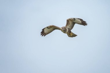 Gökyüzünde kanatları açık uçan bir akbaba