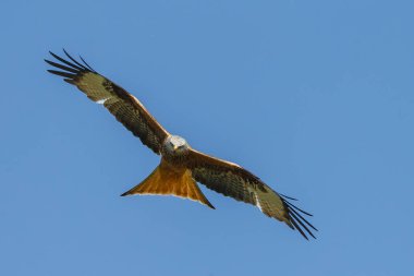Mavi gökyüzünde uçan kırmızı uçurtma